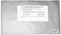 Podosphaera epilobii image